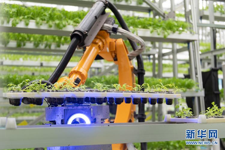 鱼菜共生AI工厂 当区块链赋能温室机器人上下架作业